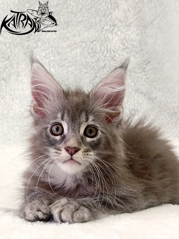 Katran Quartz Beauty - Kitten maine-coon 2 months