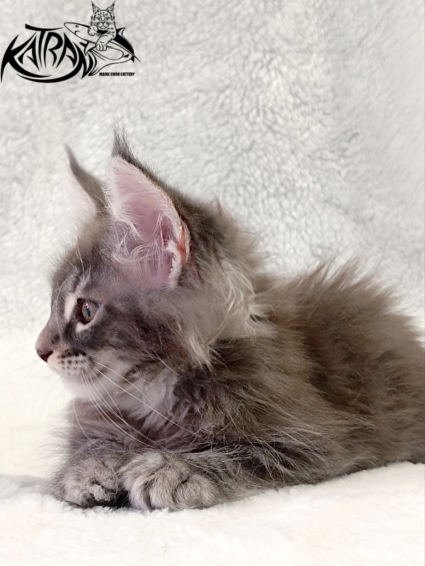 Katran Quartz Beauty - Kitten maine-coon 2 months