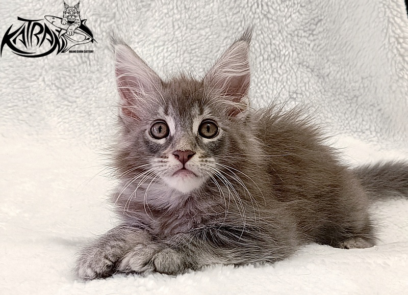 Katran Quartz Beauty - Kitten maine-coon 2 months