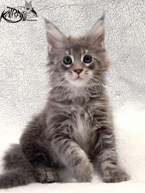 Katran Quester King - Kitten maine-coon 2 months