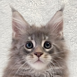Katran Quester King