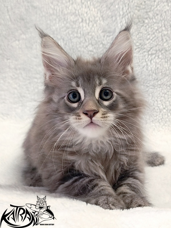 Katran Quester King - Kitten maine-coon 2 months