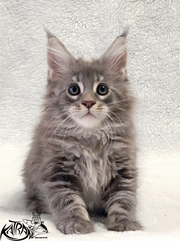 Katran Quester King - Kitten maine-coon 2 months