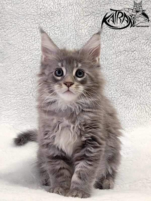Katran Quester King - Kitten maine-coon 2 months