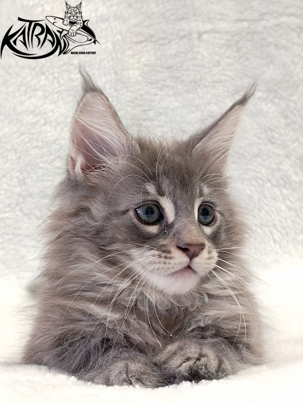 Katran Quester King - Kitten maine-coon 2 months