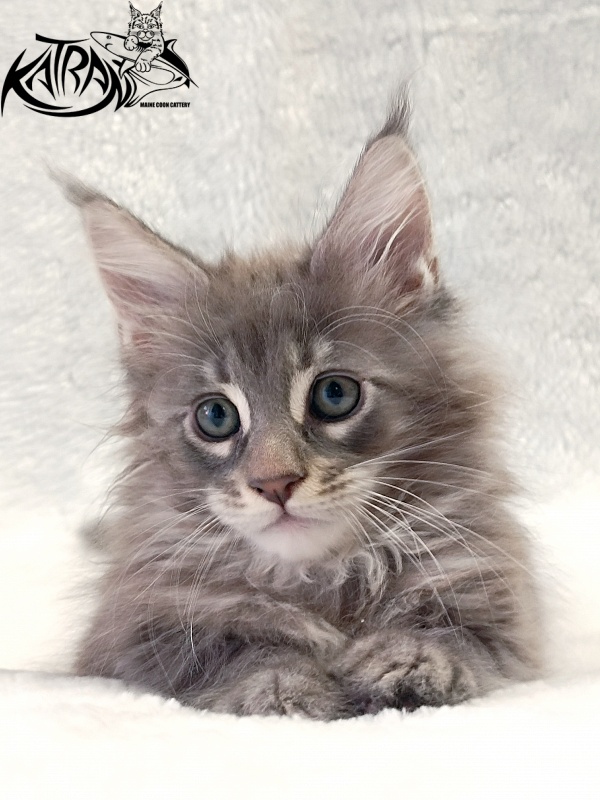Katran Quester King - Kitten maine-coon 2 months