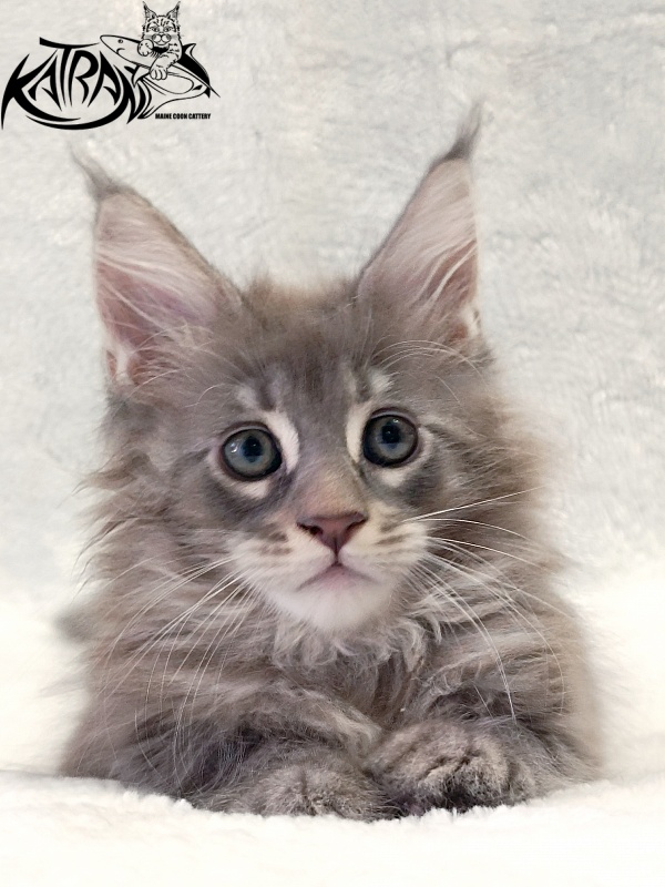 Katran Quester King - Kitten maine-coon 2 months
