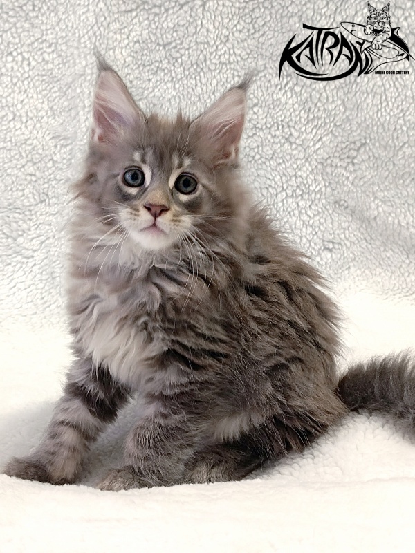 Katran Quester King - Kitten maine-coon 2 months
