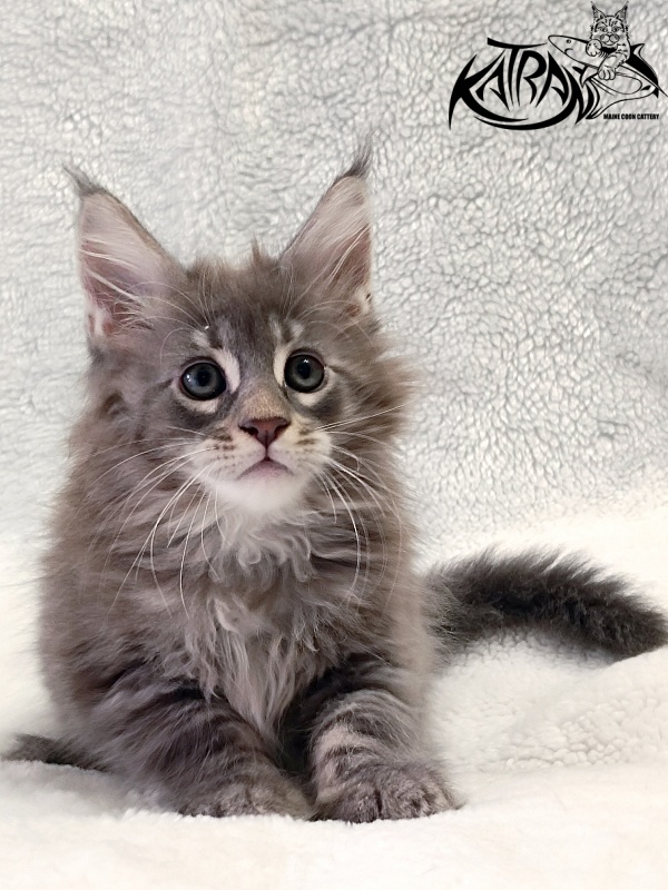 Katran Quester King - Kitten maine-coon 2 months