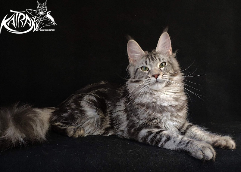 Wella Chavdar's Pride - Junior maine-coon 8 months