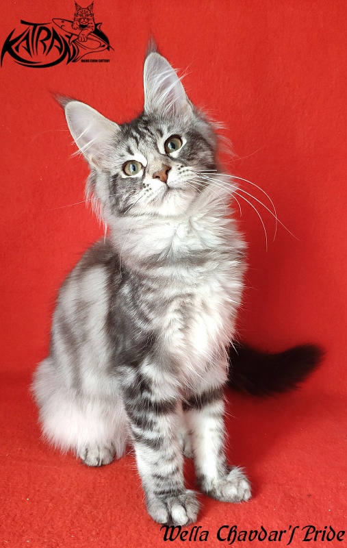 Wella Chavdar's Pride - Kitten maine-coon 4 months