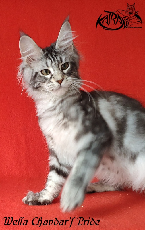 Wella Chavdar's Pride - Kitten maine-coon 4 months