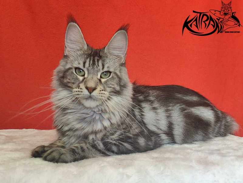 Wella Chavdar's Pride - Adult maine-coon 1 year 9 months