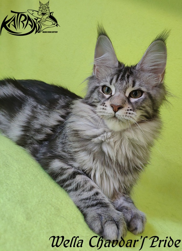 Wella Chavdar's Pride - Kitten maine-coon 5 months 3 weeks