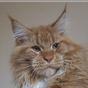 Aldaker L'Aston - maine-coon