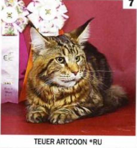 Teuer Artcoon - maine-coon
