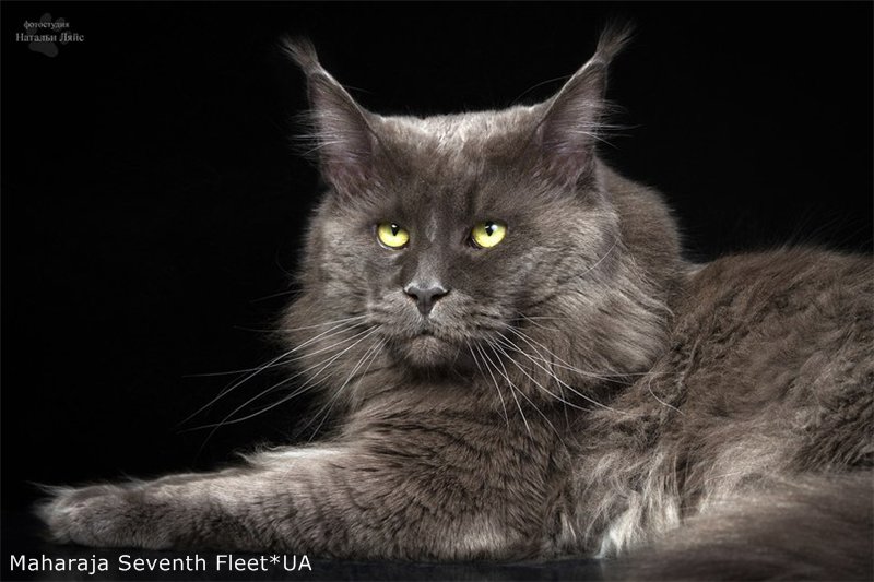 Maharaja Seventh Fleet - maine-coon