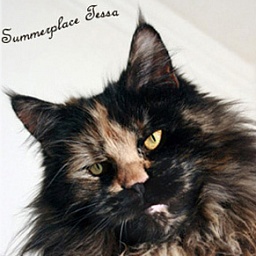 Summerplace Tessa